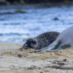 Monk Seals Close a Portion of Waikiki Beach