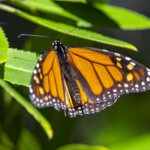 Pacific Grove Butterfly Sanctuary