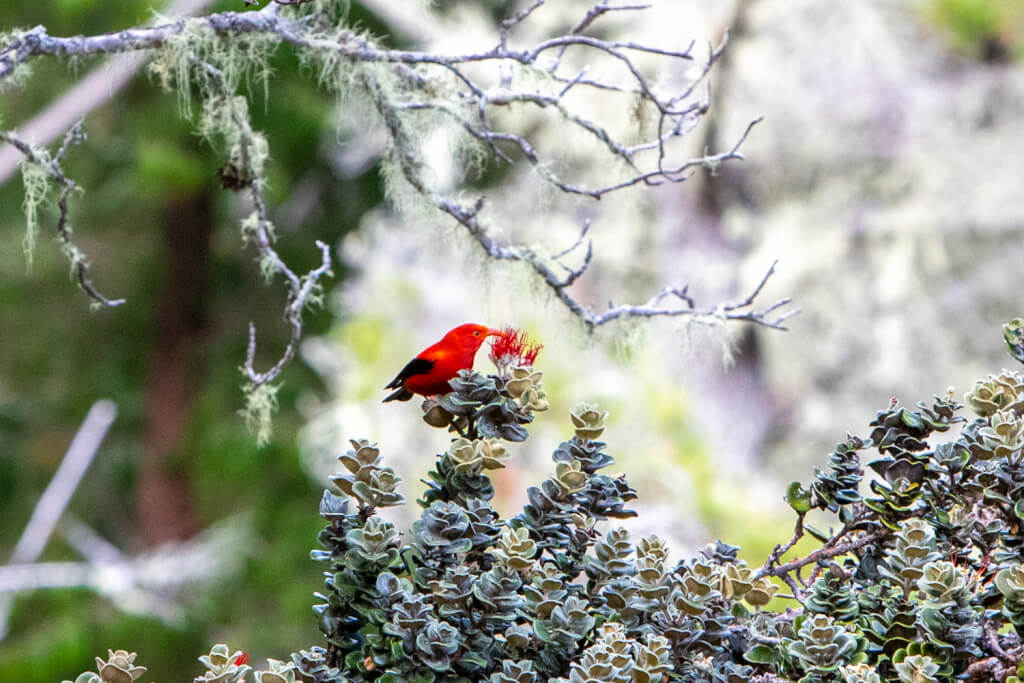 We Could Be in a Mass Extinction Event