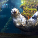 Monterey Bay Aquarium