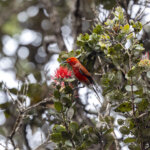 Big Island Bird-Watching