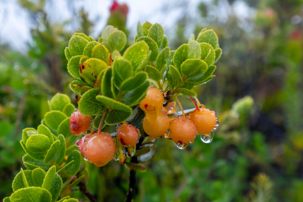 Revisit Hawaii Volcanoes National Park