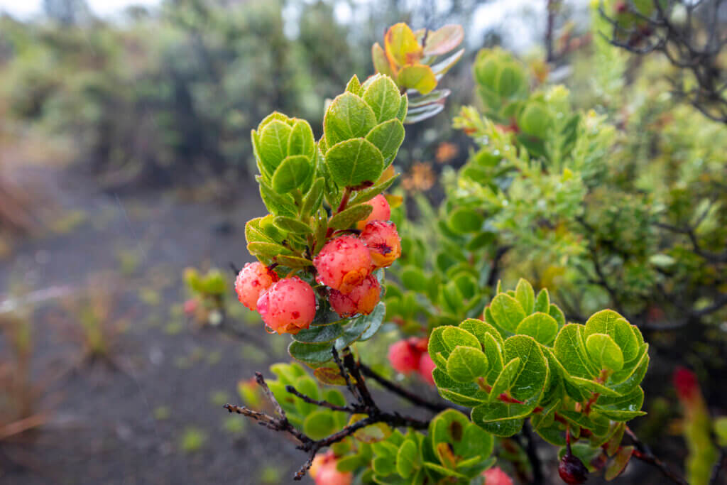 Revisit Hawaii Volcanoes National Park