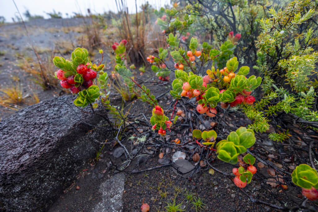 Revisit Hawaii Volcanoes National Park