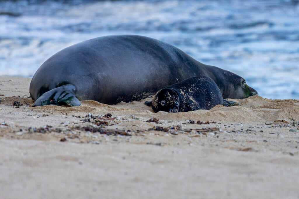 Hawaiian monk seal mother and pup