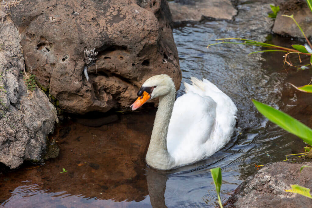 Hyatt Regency Maui swan