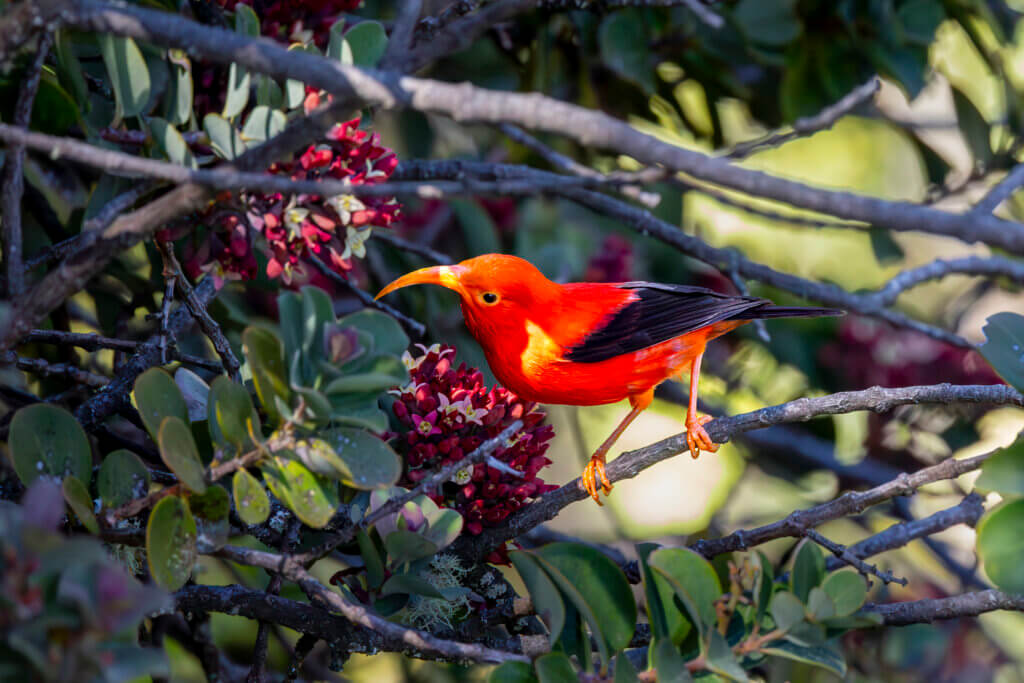 'i'iwi