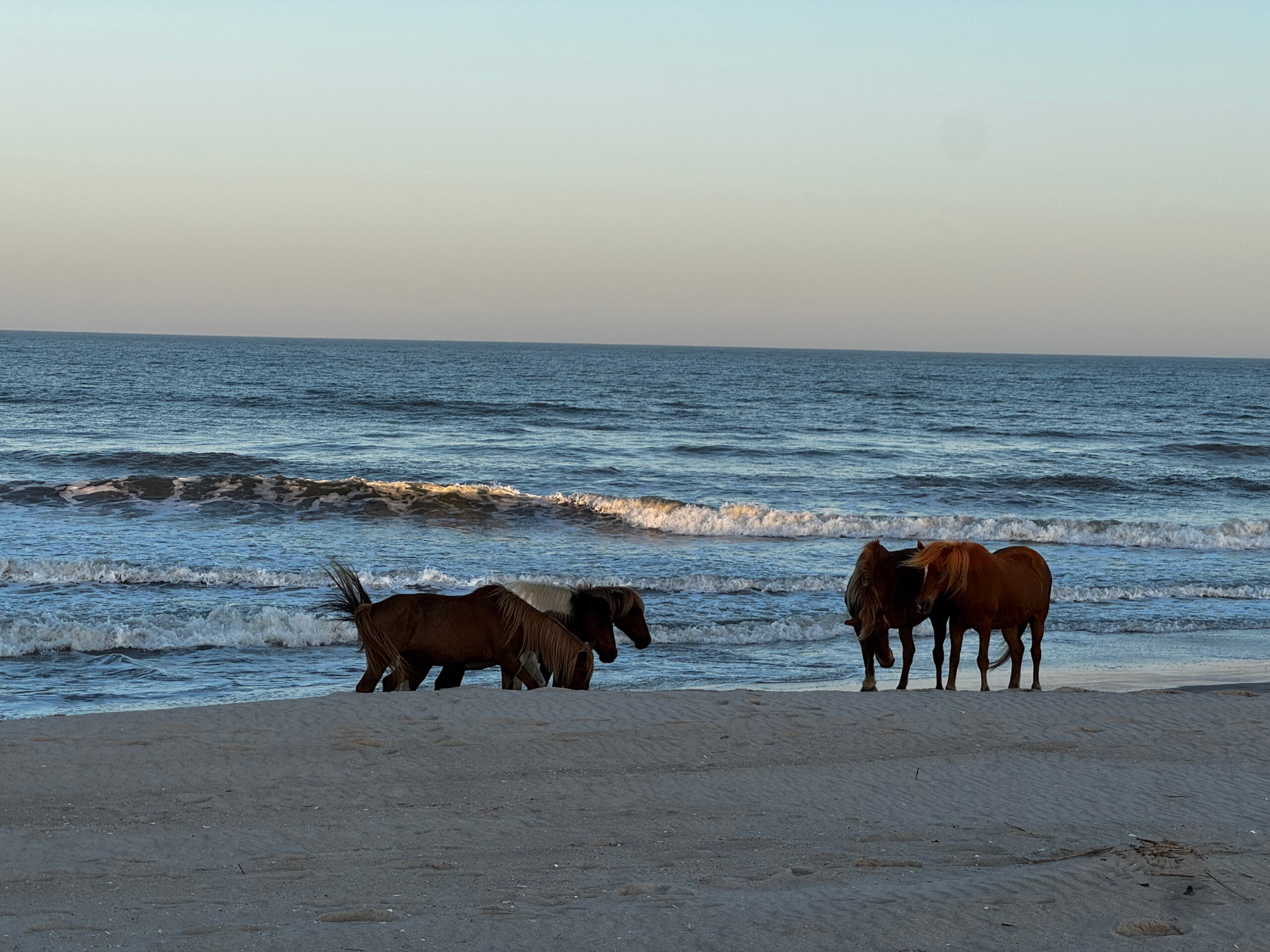 Four wild horses on the surf line at Assateague Island National Seashore. From last year's trip, golden hour, no edits.