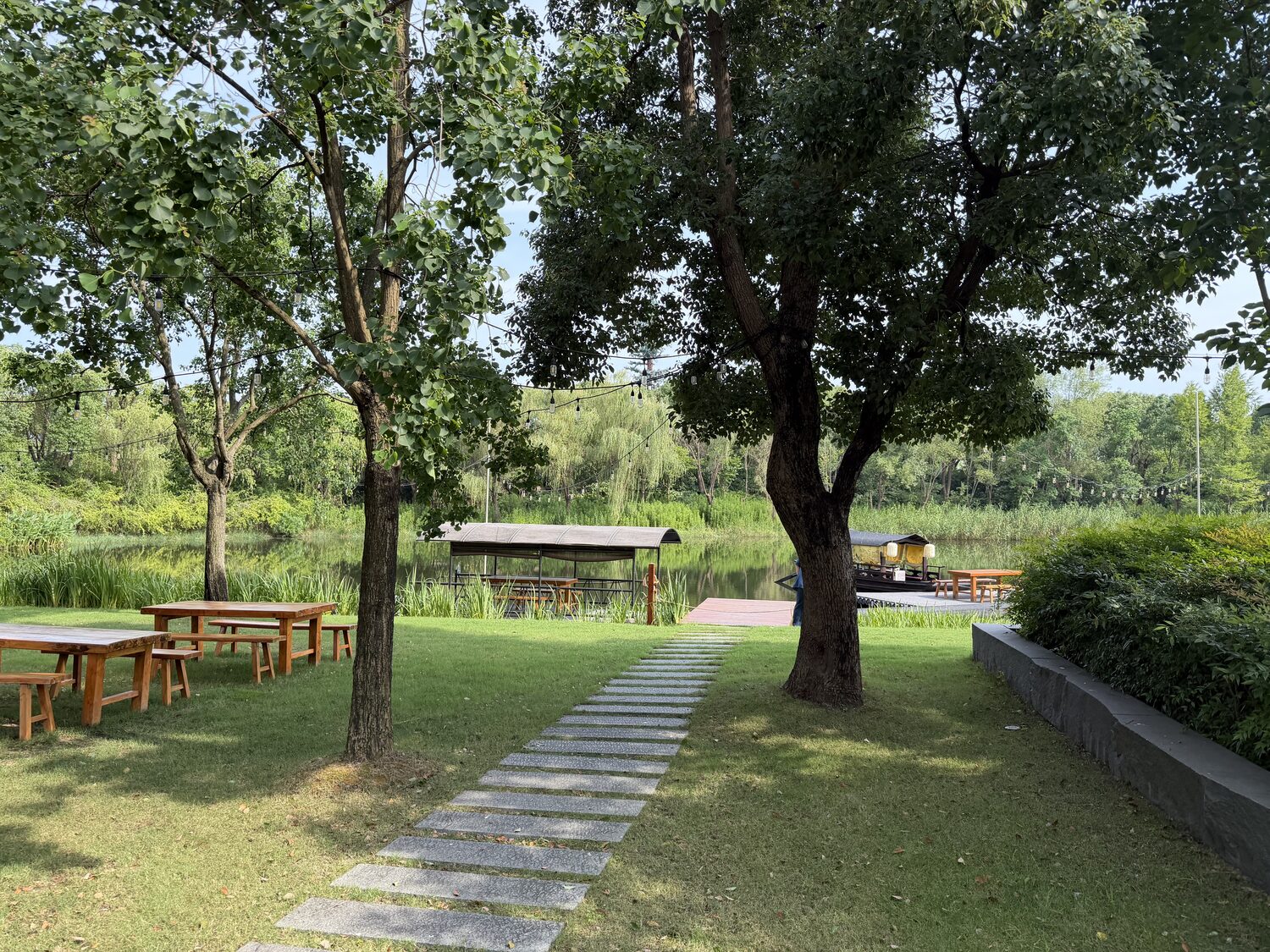 Camphor trees and lawn.