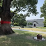 The King Tree, the oldest of the camphors, with a red bow around a trunk more than six feet wide.