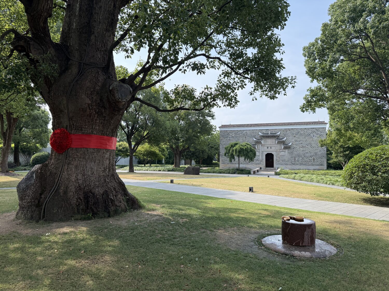 The King Tree, the oldest of the camphors, with a red bow around a trunk more than six feet wide.