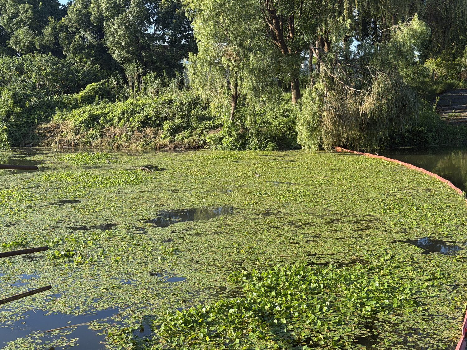 The pond.