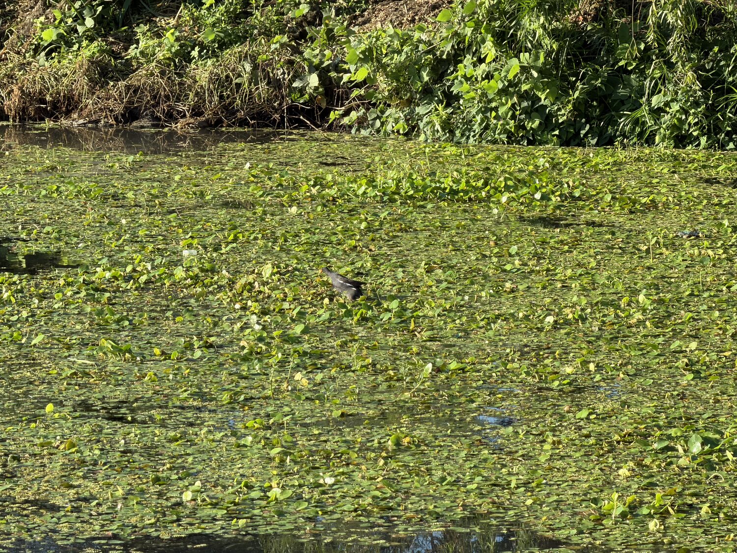Lily pads.